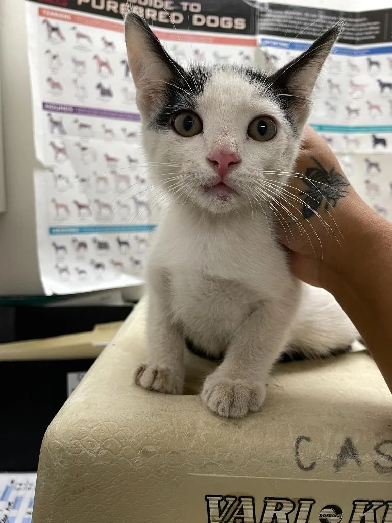 A baby medium-sized male Domestic Short Hair cat named Mondo for adoption in Chico, CA