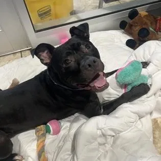 Johnny Cash thumbnail 2