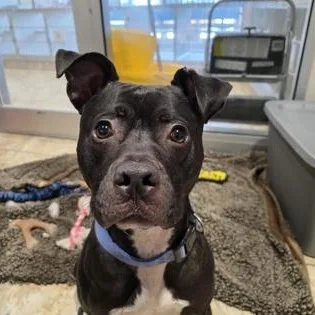 Johnny Cash thumbnail 3