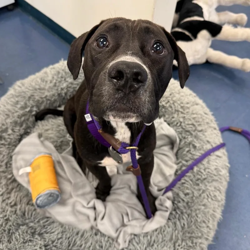 An adult medium-sized male Black Pit Bull Terrier dog named Lasagna for adoption in Los Angeles, CA
