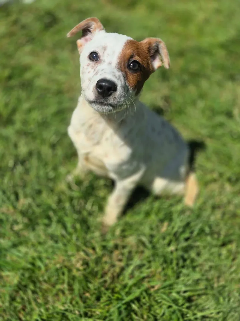 A baby medium-sized male White / Cream Terrier dog named Banjo for adoption in Dover, AR