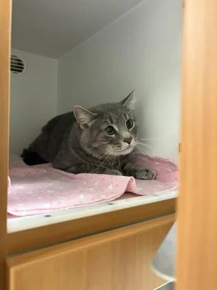 An adult small-sized male Domestic Short Hair cat named Carp for adoption in Fairfax, VA