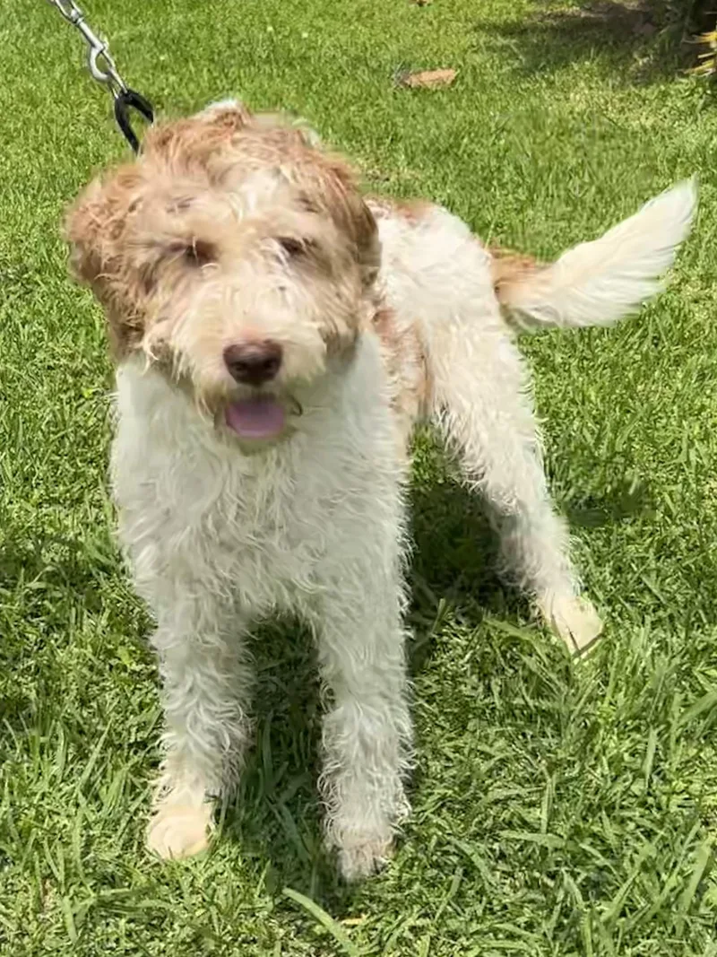 Cooper