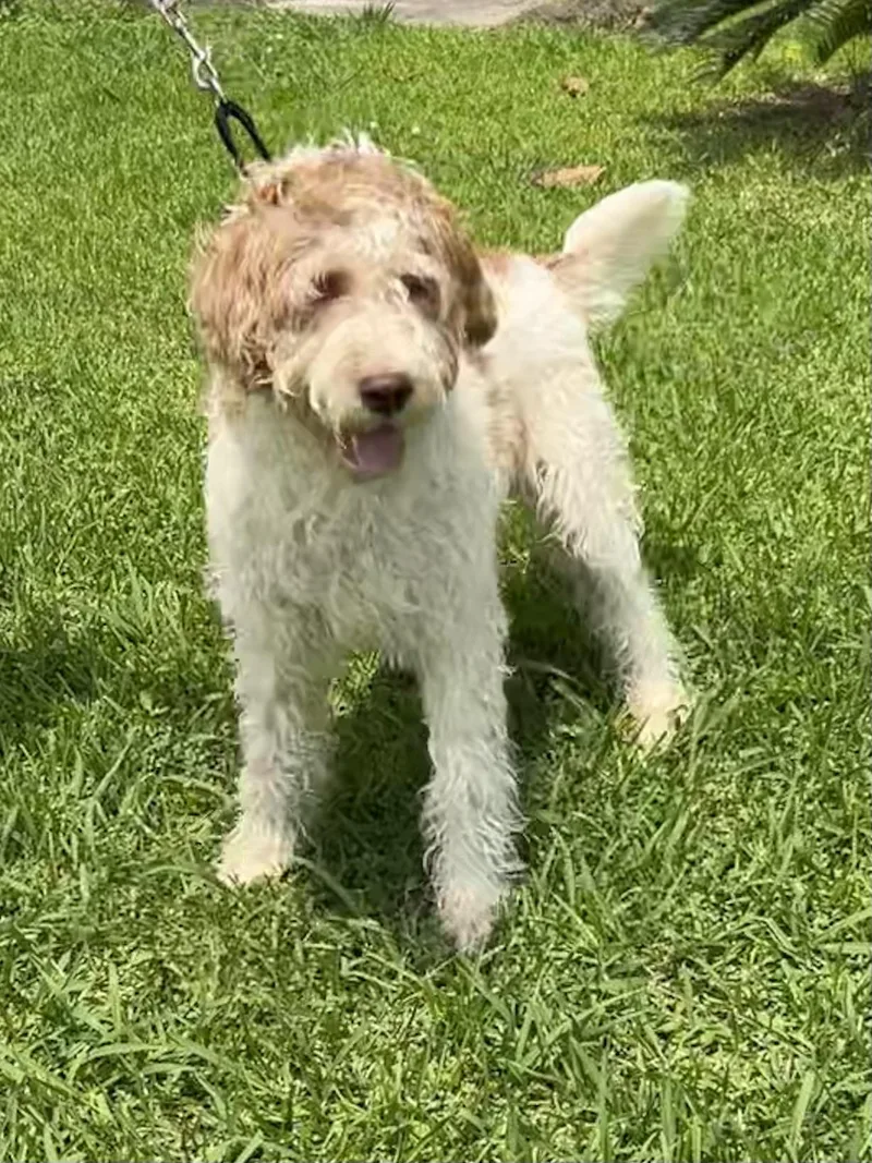 Cooper thumbnail 3