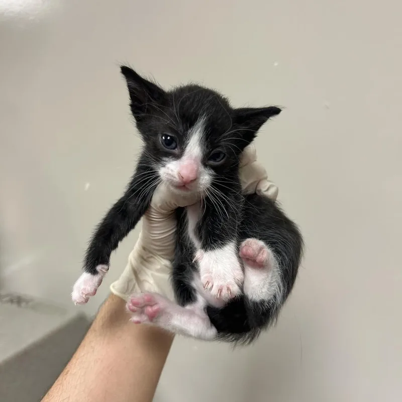 A baby small-sized male Black Domestic Short Hair cat named Jeremiah for adoption in Reno, NV