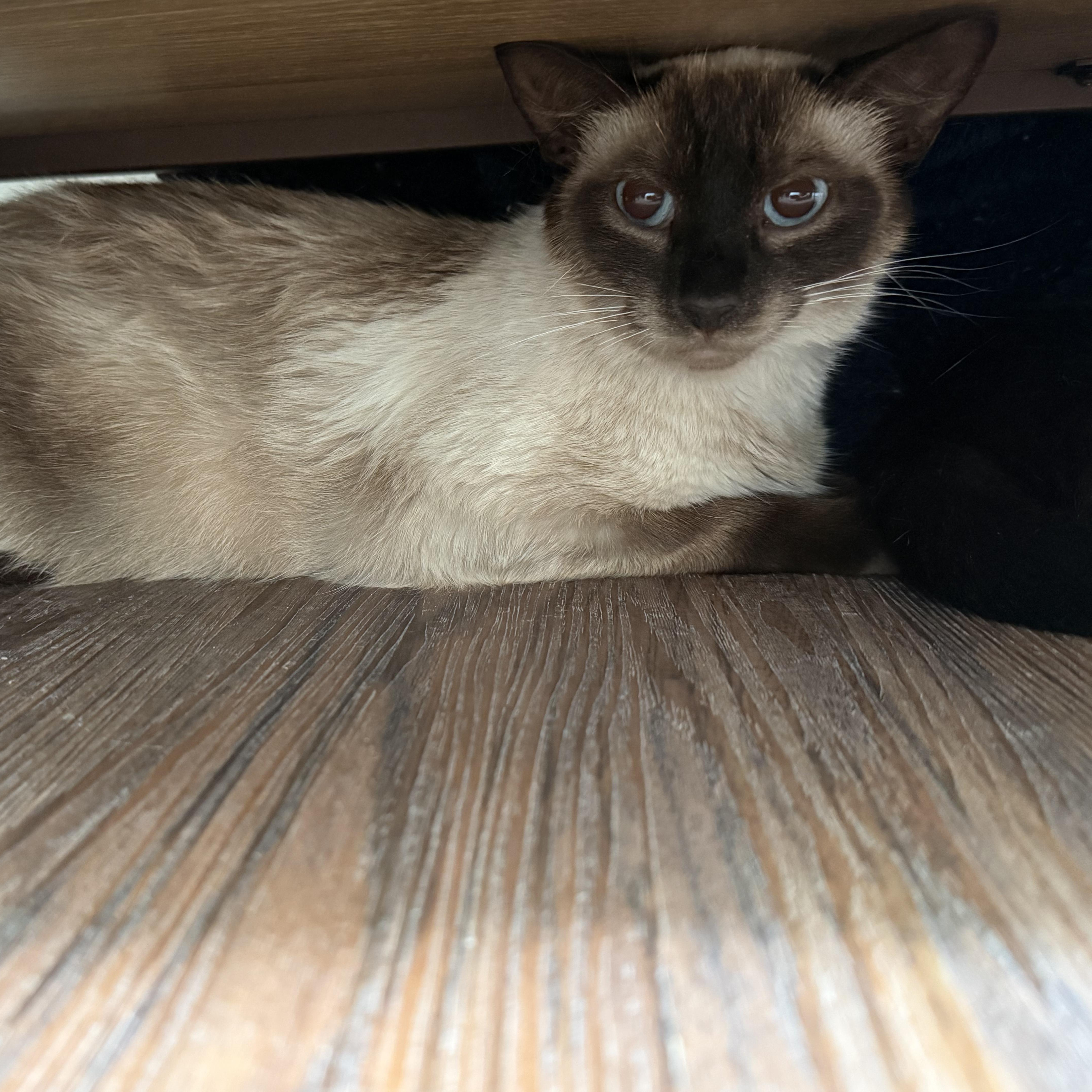 Duchess