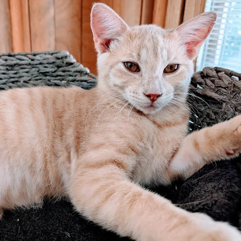 A young medium-sized male Domestic Short Hair cat named Butters for adoption in Milan, IL