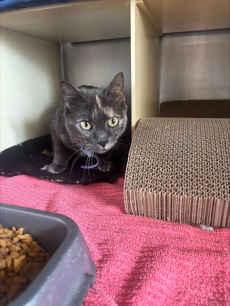 A senior medium-sized female Tortoiseshell Domestic Short Hair cat named Mau for adoption in Cranston, RI