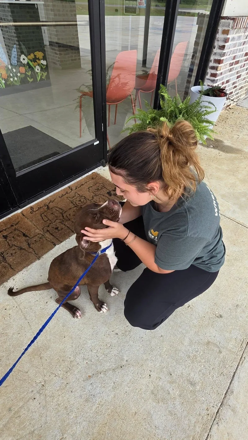 A young medium-sized female Mixed Breed dog named Libby for adoption in Rock Hill, NY