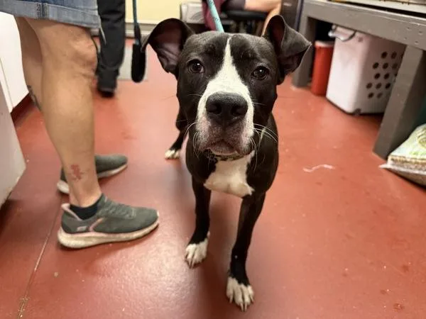 A young medium-sized male Pit Bull Terrier dog named Rilo for adoption in Salisbury, MD