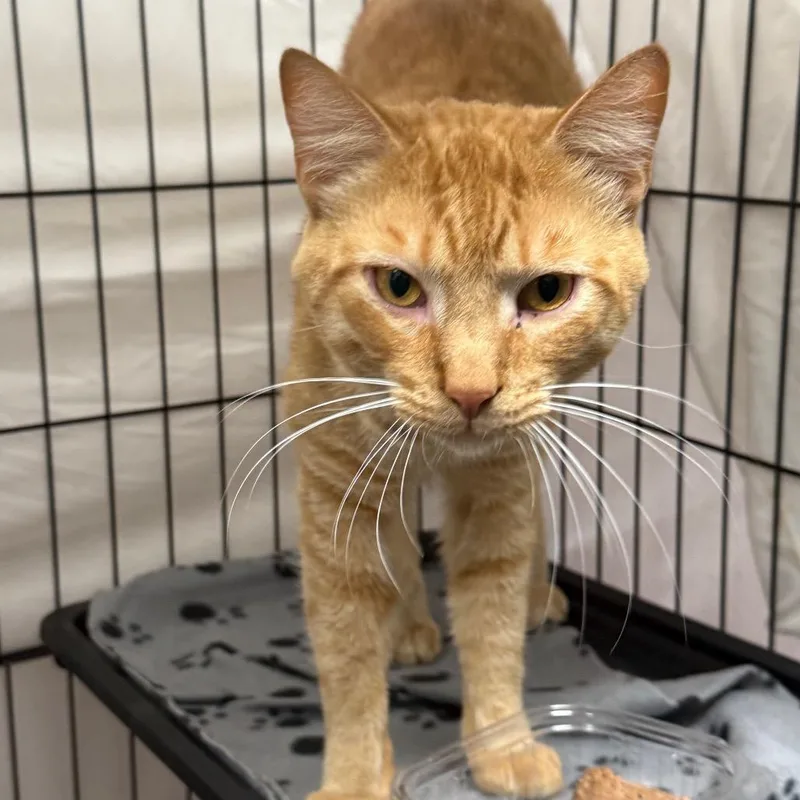 A young small-sized male Orange / Red Domestic Short Hair cat named Cheerio for adoption in Normal, IL
