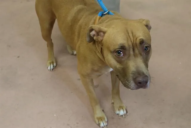 An adult medium-sized female Mixed Breed dog named Tilly for adoption in Columbia, SC