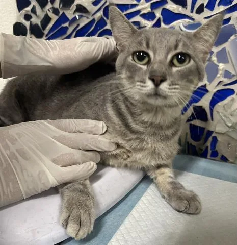 An adult medium-sized male Domestic Short Hair cat named Delta for adoption in Pensacola, FL