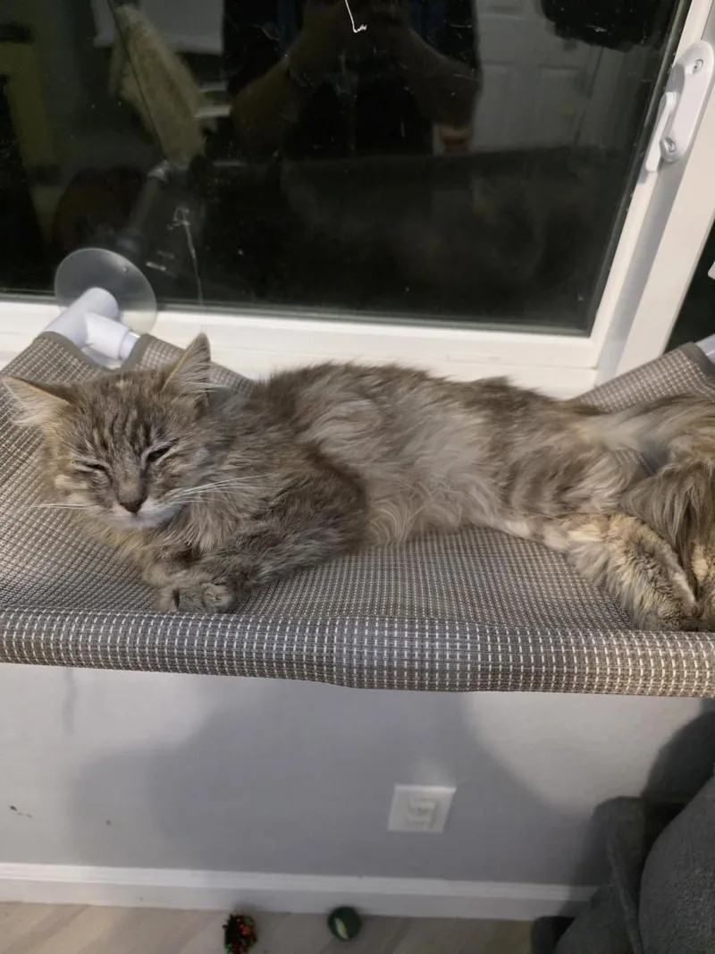 A young small-sized female Brown / Chocolate Domestic Long Hair cat named Juniper Willow for adoption in Chandler, AZ