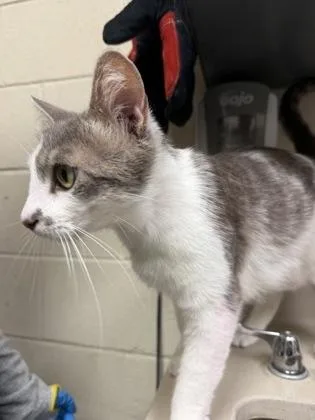An adult medium-sized female Gray / Blue / Silver Domestic Short Hair cat named One Wish Willow for adoption in Wichita, KS