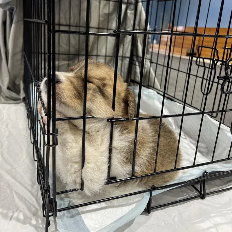 A baby medium-sized female White / Cream Mixed Breed dog named Cabbage for adoption in Moab, UT