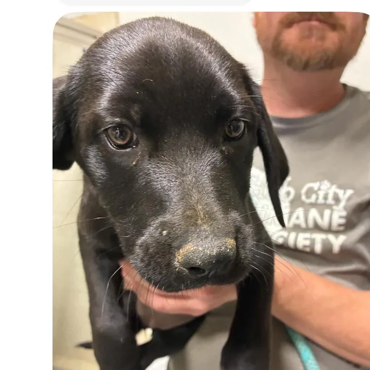 A baby medium-sized male Black Labrador Retriever dog named Nix for adoption in Hattiesburg, MS