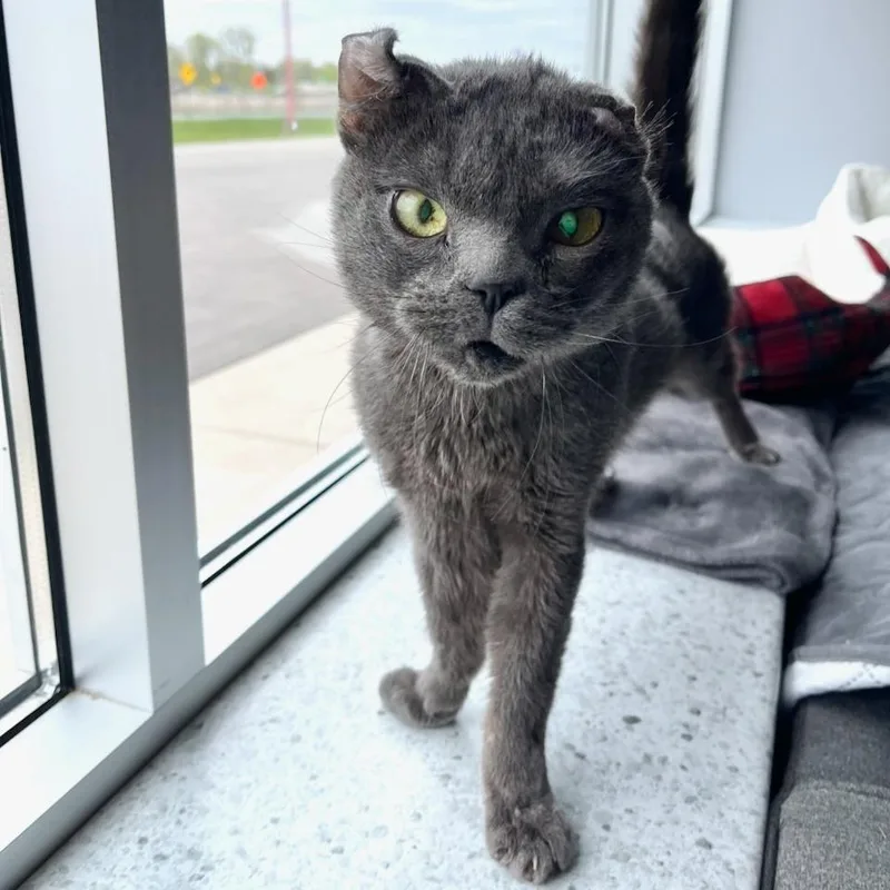 An adult medium-sized male Gray / Blue / Silver Domestic Short Hair cat named Gumby for adoption in Blaine, MN