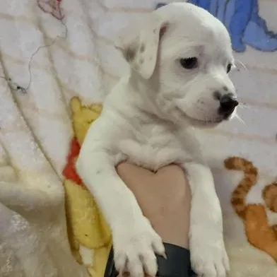 A baby small-sized male Black Terrier dog named Mickey for adoption in Liverpool, TX