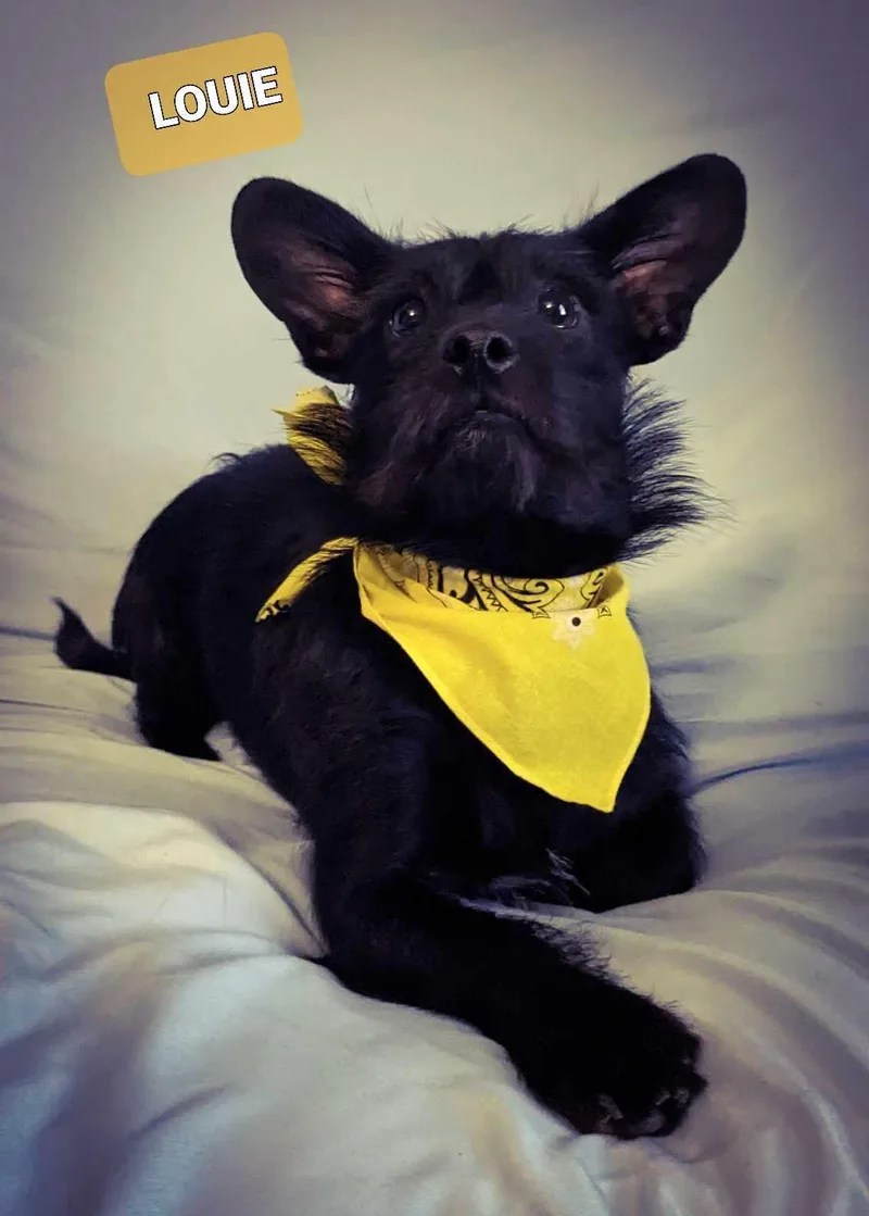 Huey & Louie thumbnail 2