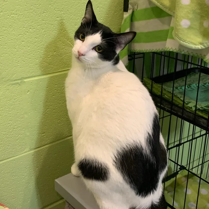 An adult medium-sized male Domestic Short Hair cat named Doogie for adoption in South Bend, IN