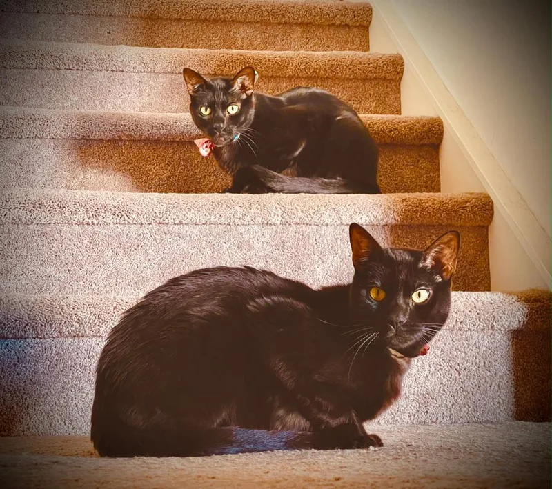 An adult small-sized male Black Bengal cat named Hollywood for adoption in Mooresville, NC