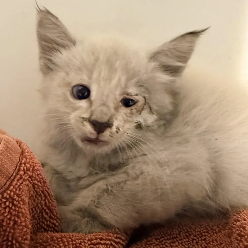A baby small-sized male Domestic Short Hair cat named Minty for adoption in Las Cruces, NM