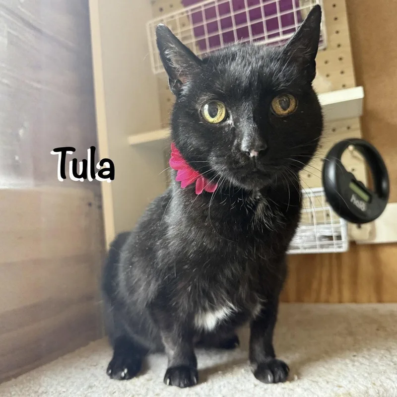 A senior medium-sized female Black Domestic Short Hair cat named Tula for adoption in Spring Lake, NJ