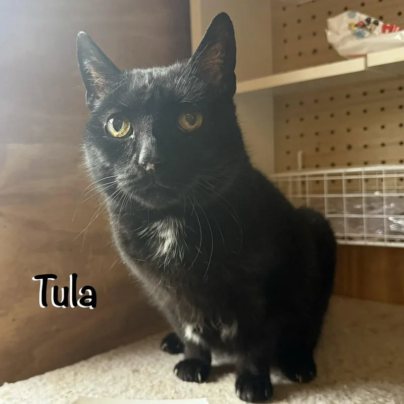 Tula thumbnail 2