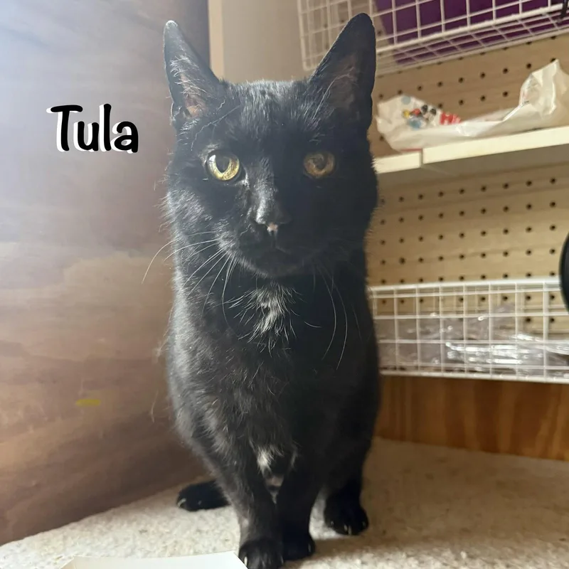 Tula thumbnail 3