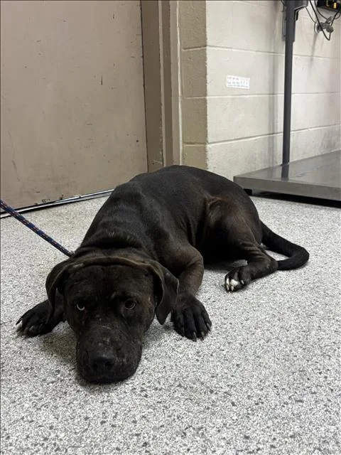An adult large-sized male Pit Bull Terrier dog named Mike for adoption in Conroe, TX