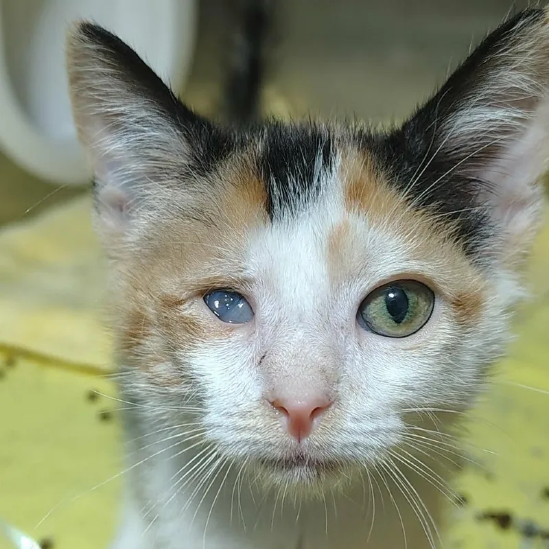 A baby small-sized female Calico Domestic Short Hair cat named Dolly for adoption in Harrisonburg, VA