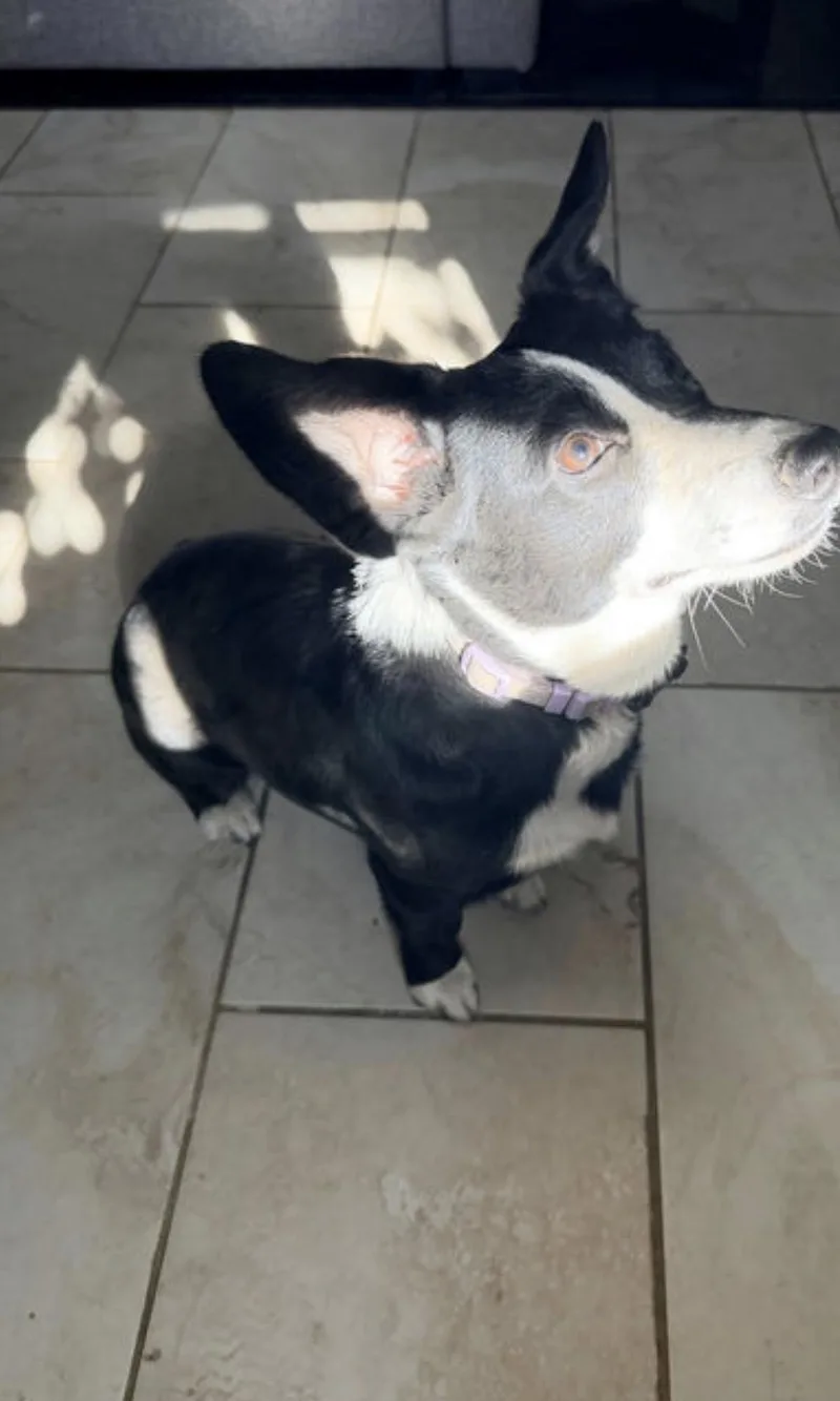 An adult small-sized female Black Corgi dog named Daisy for adoption in Broken Arrow, OK