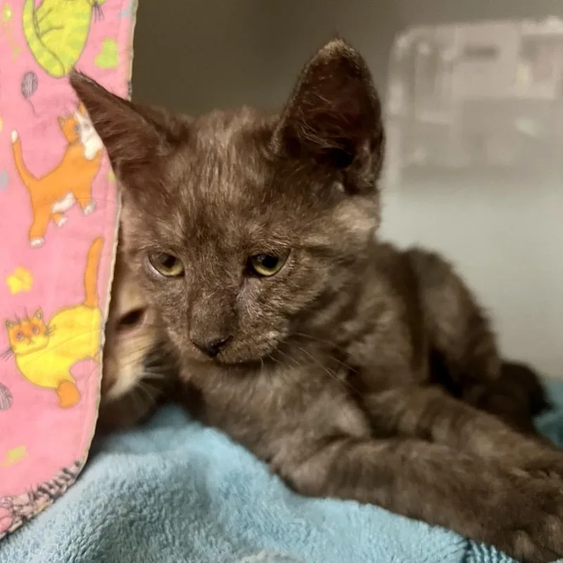 A baby small-sized male Smoke Domestic Medium Hair cat named Francium for adoption in Tacoma, WA