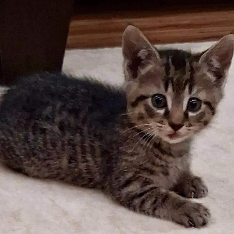 A baby medium-sized male Tabby (Brown / Chocolate) Domestic Short Hair cat named Lucky for adoption in Gastonia, NC