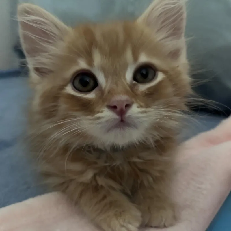 A baby medium-sized male Tabby (Orange / Red) Domestic Long Hair cat named Popcorn for adoption in Chattanooga, TN