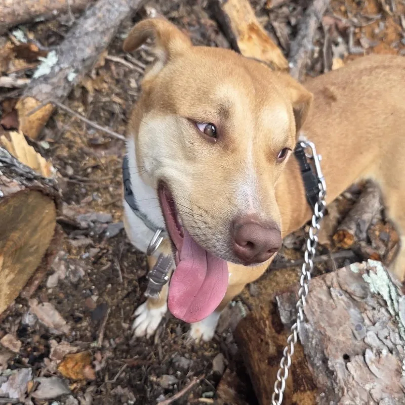 Pretty Girl thumbnail 3