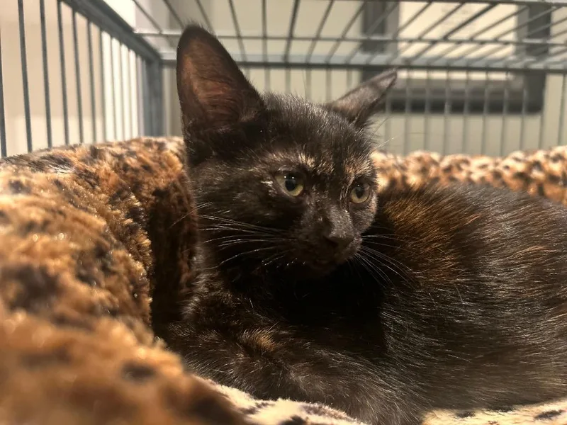 A baby small-sized female Domestic Short Hair cat named Akela for adoption in Orlando, FL