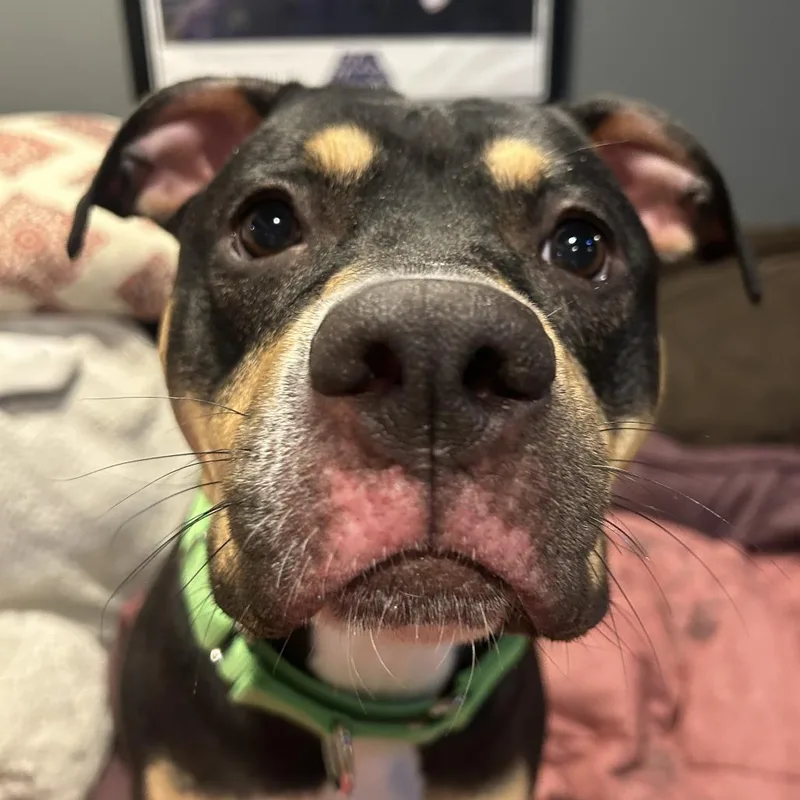 An adult medium-sized female Brown / Chocolate Mixed Breed dog named Willow for adoption in Charlton, NY