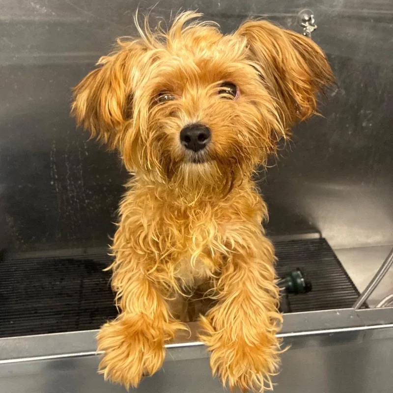 A young small-sized male Yellow / Tan / Blond / Fawn Yorkshire Terrier dog named Barq for adoption in Fredericksburg, VA