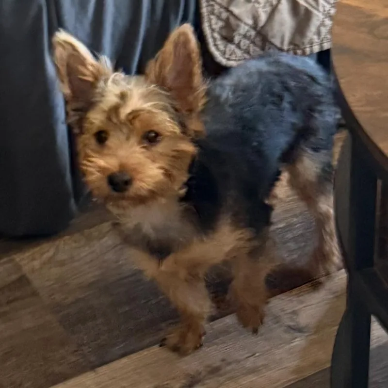 Leo