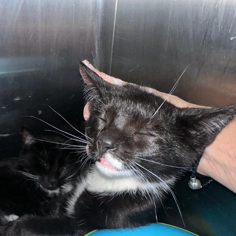 A baby small-sized female Black Domestic Short Hair cat named Geraldine for adoption in Middle Village, NY