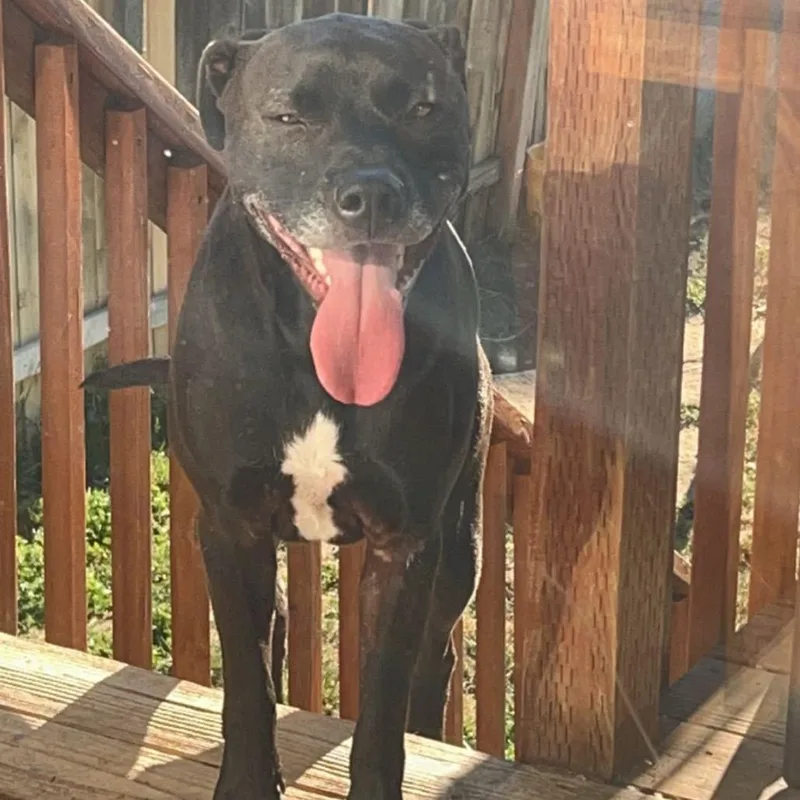 A senior large-sized male Black Labrador Retriever dog named Reese for adoption in Cashmere, WA