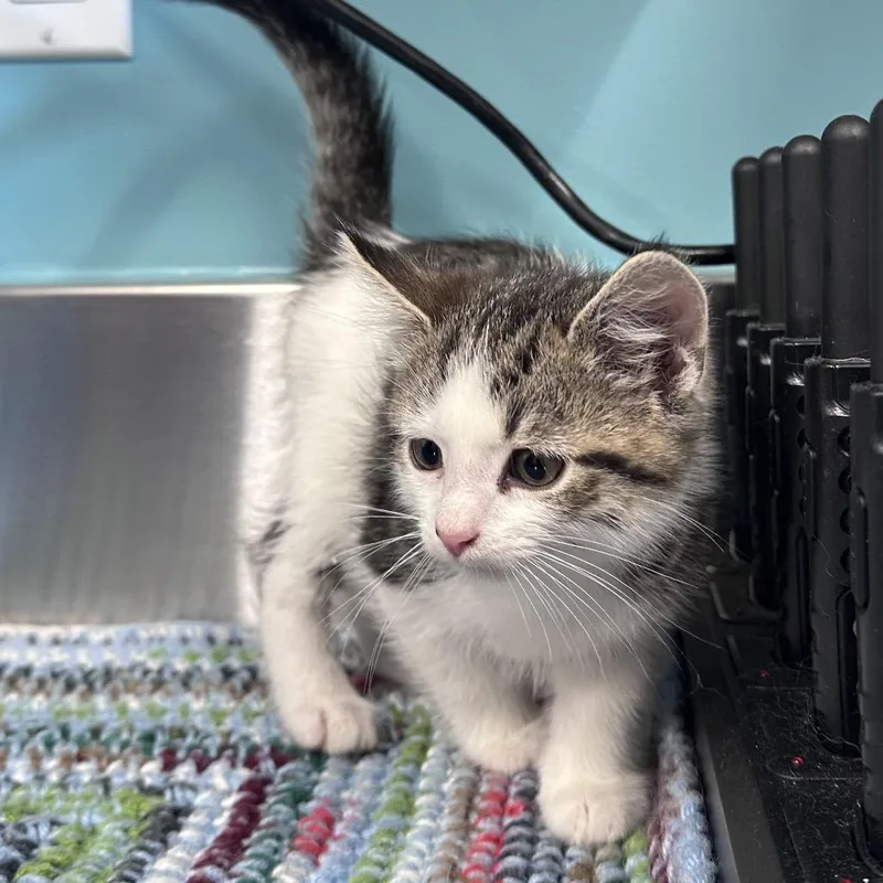 A baby small-sized male White Domestic Short Hair cat named Ares for adoption in Mount Vernon, IN