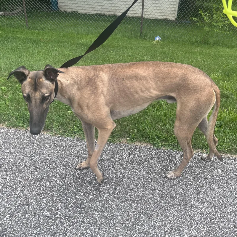 A young large-sized male Greyhound dog named Turbo Mack for adoption in Bondurant, IA