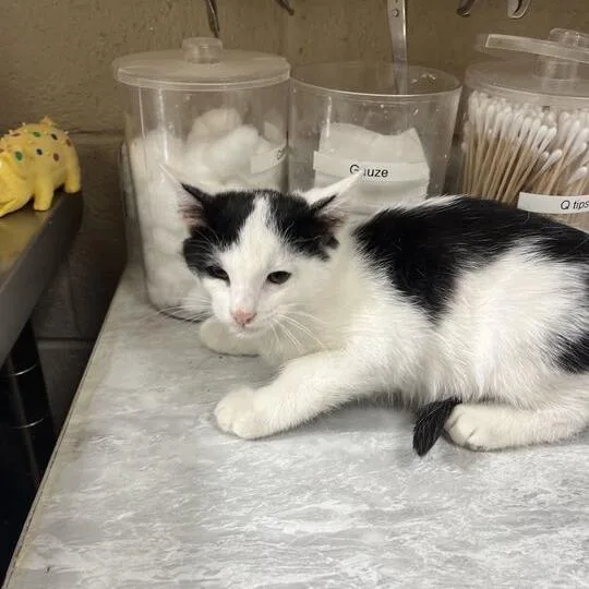 A young small-sized male Black Domestic Short Hair cat named Nevada for adoption in Lewisburg, WV