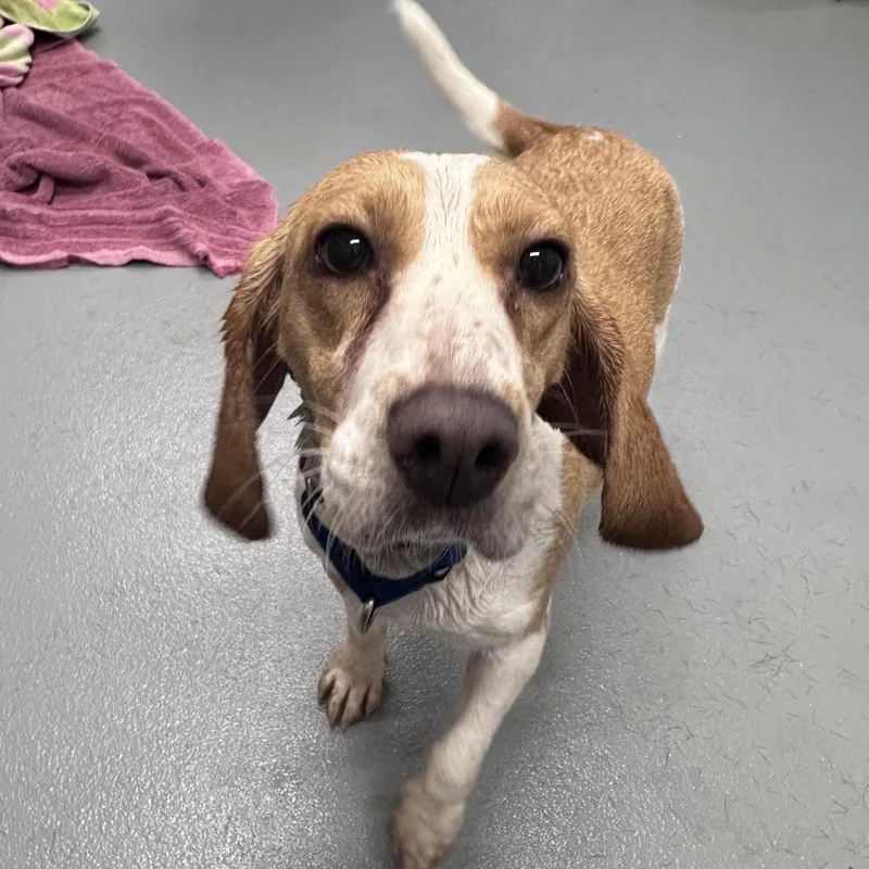 An adult small-sized female Beagle dog named Daisy for adoption in Mount Vernon, IN