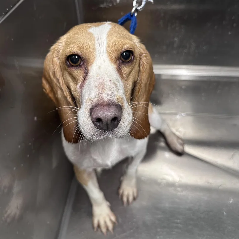 Daisy thumbnail 2