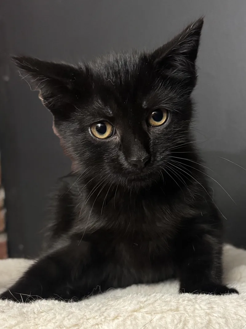 A baby medium-sized male Black Domestic Short Hair cat named Twizzler for adoption in Hamilton, NJ