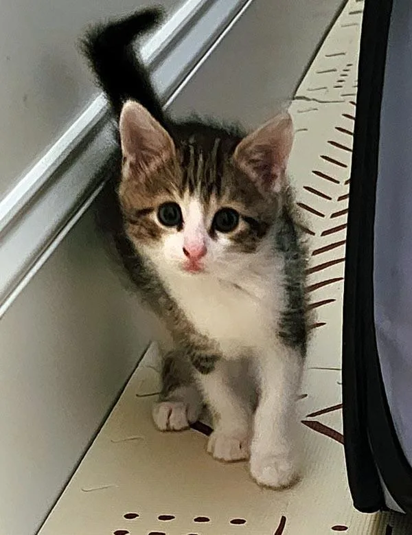 A baby small-sized male Domestic Short Hair cat named Entenmann for adoption in Mansfield, MA
